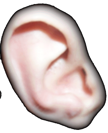 Ear